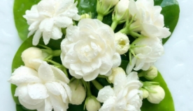 No.1 Jasmine Sambac オーデパルファム 8ml(8ml): クレイジージャスミン