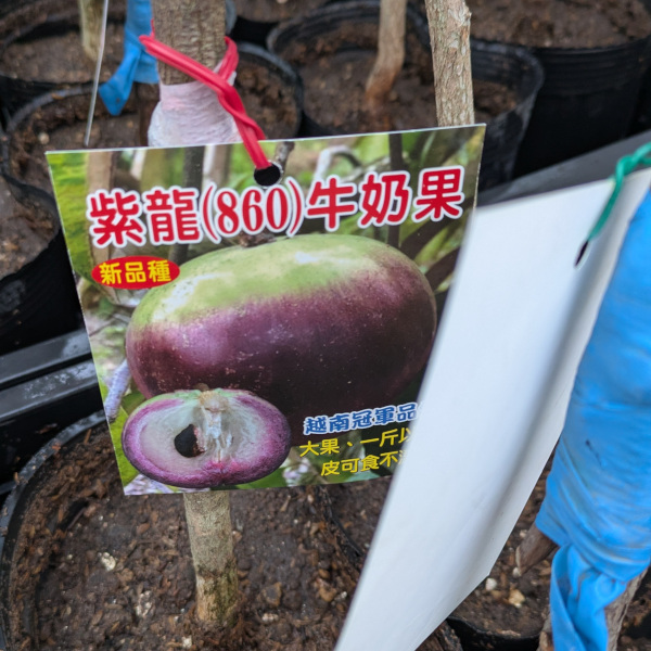 ミルクフルーツ接木苗（紫龍860牛奶果） | 千の葉ライチ ストア