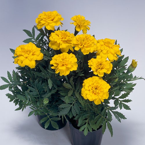 孔雀草（フレンチ マリーゴールド）・サファリ イエロー| 種・苗