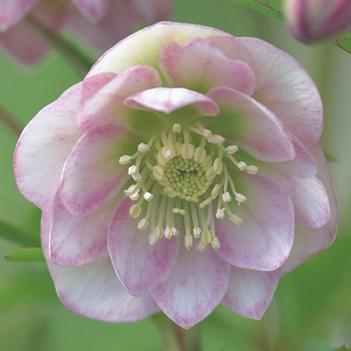 クリスマスローズ・原種交配系ピンクダブル| 種・苗・ガーデニング用品