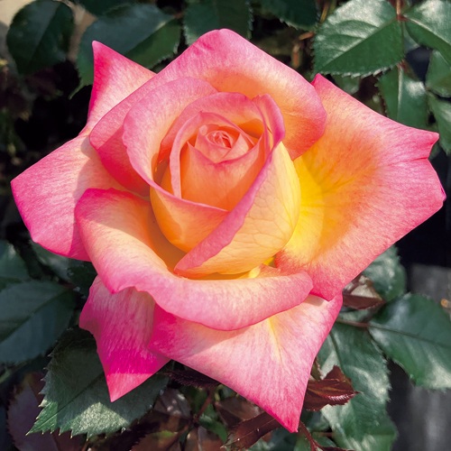 バラ・エンチャンティッド ピース 農水省品種登録出願中(品種名