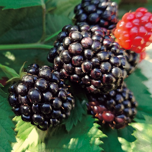 ブラックベリー・セッパー(R) スイートメガブラック| 種・苗