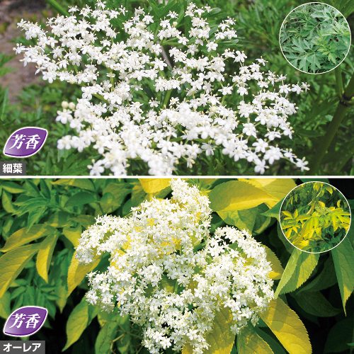 エルダーフラワーセット| 種・苗・ガーデニング用品の【タキイネット通販】