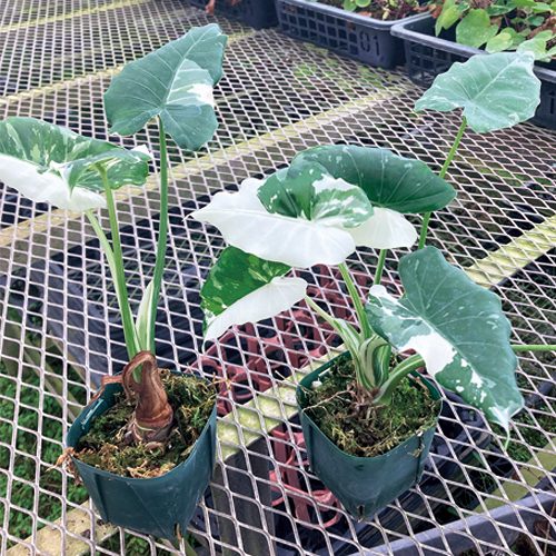 クワズイモ・斑入り| 種・苗・ガーデニング用品の【タキイネット通販】