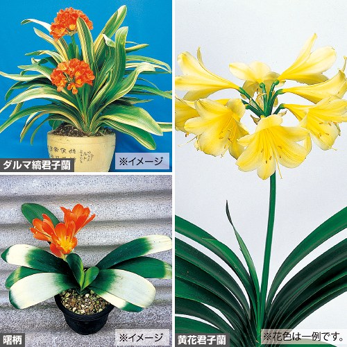 君子蘭3種 セット| 種・苗・ガーデニング用品の【タキイネット通販】