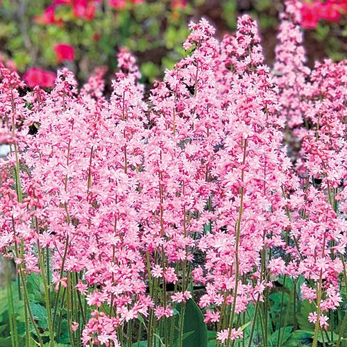 733-NZS035.jpg?202602031613