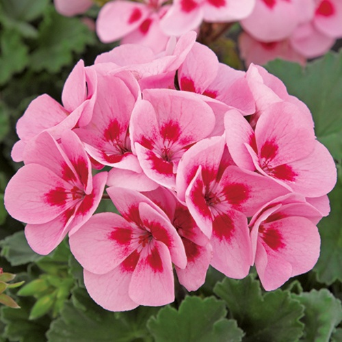 栄養系ゼラニウム・ムーンライト ルイーズ| 種・苗・ガーデニング用品