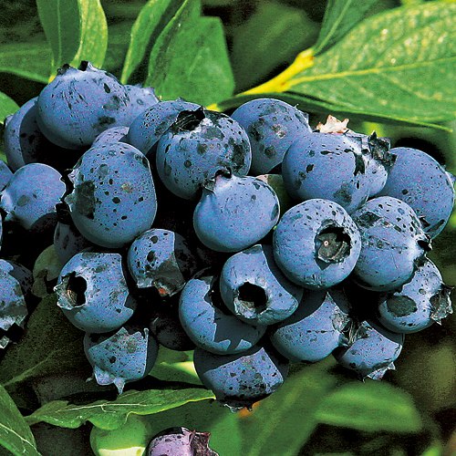 ブルーベリー・ミスティー【大苗】| 種・苗・ガーデニング用品の