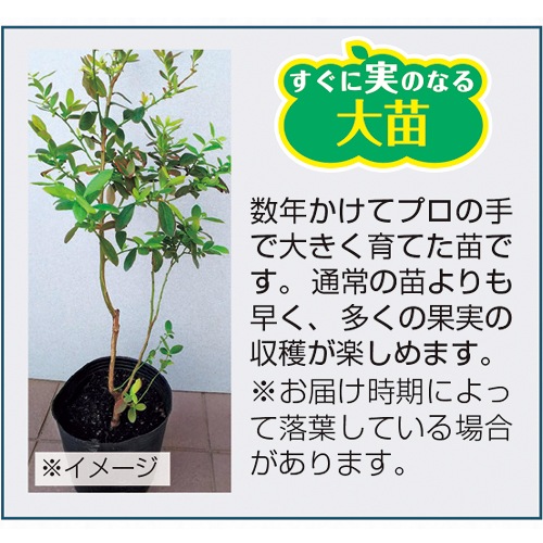 人気のブルーベリー大苗セット| 種・苗・ガーデニング用品の【タキイ