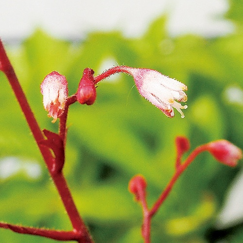 739-NHA920.jpg?202602031613