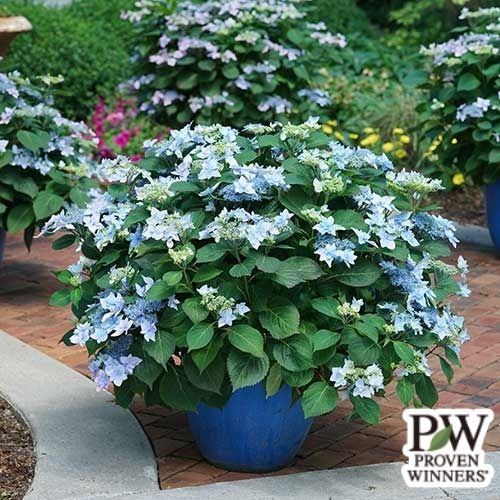 ヤマアジサイ・タフスタッフ ダブルスターライト 農水省品種登録出願中