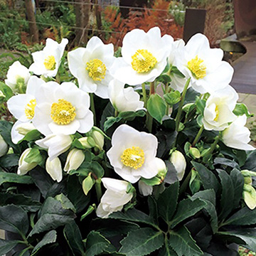 733-NCR042.jpg?202602031613