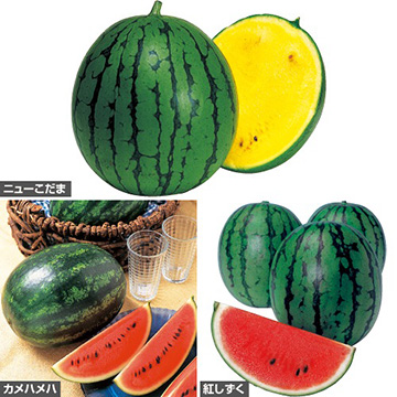 スイカ三昧苗B セット（5月A）| 種・苗・ガーデニング用品の【タキイ