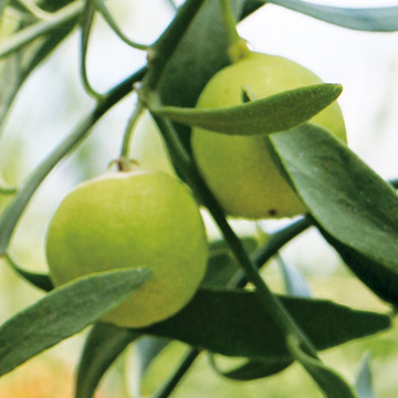 デザートライム| 種・苗・ガーデニング用品の【タキイネット通販】