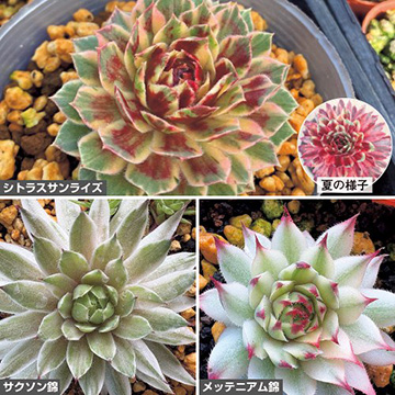 1ポット410円〜 センペルビウム26年1月 その8 1ポット