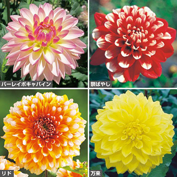 球根セット - 種・苗・球根・園芸用品・農業資材の通販サイト【タキイ