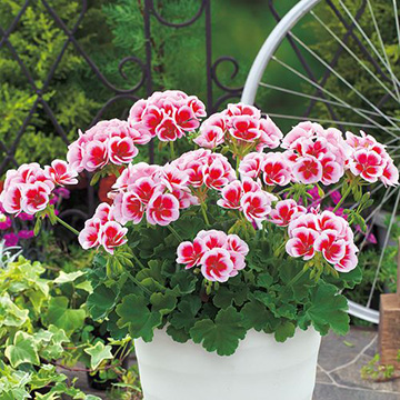 ゼラニュームの苗｜タキイネット通販【公式】