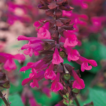 サルビア・リトルバード ホットピンク 農水省登録品種（品種名：TL966