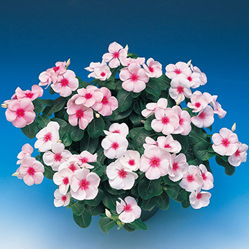 日日草（ビンカ）・パシフィカXP ブラッシュ| 種・苗・ガーデニング