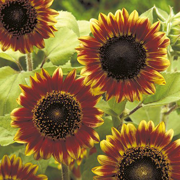 ひまわり・フロリスタン| 種・苗・ガーデニング用品の【タキイネット通販】