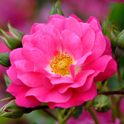 バラ・フラワーカーペット(R)ローズ ピンク| 種・苗・ガーデニング用品