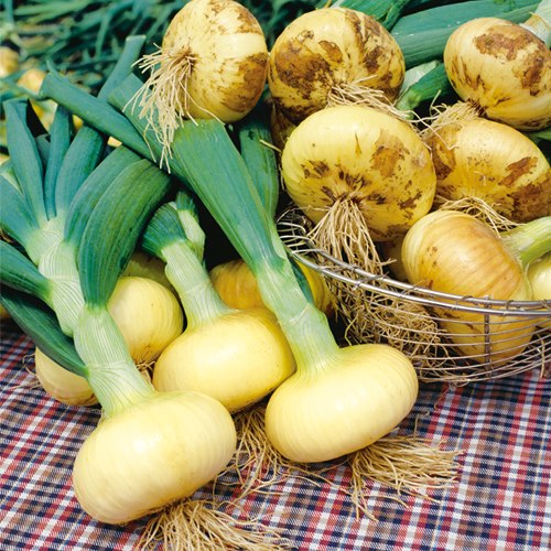 タマネギ・マッハ| 種・苗・ガーデニング用品の【タキイネット通販】