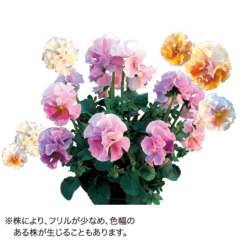 パンジー・ローブ ドゥ アントワネット| 種・苗・ガーデニング用品の