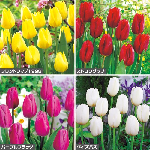定番人気チューリップ セット| 種・苗・ガーデニング用品の【タキイ