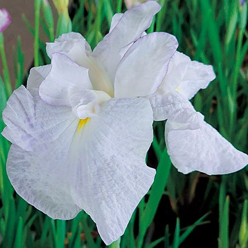 花菖蒲・水涼花| 種・苗・ガーデニング用品の【タキイネット通販】