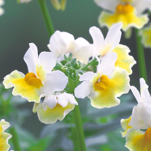 ネメシア・レモンスカッシュ| 種・苗・ガーデニング用品の【タキイ