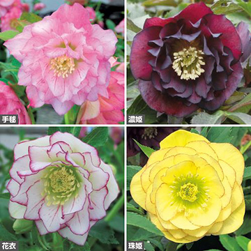 25℃ クリスマスローズ 苗 ソレイユ セット 25℃ クリスマスローズ 苗