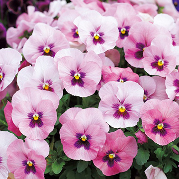 パンジー・F1わらく ピンクブロッチ| 種・苗・ガーデニング用品の