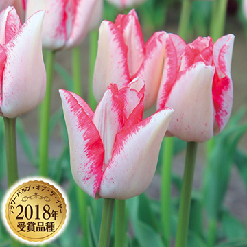 チューリップ・ビューティトレンド| 種・苗・ガーデニング用品の