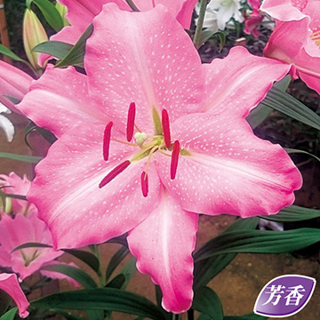 ユリ - 種・苗・球根・園芸用品・農業資材の通販サイト【タキイネット