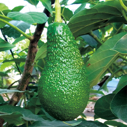 アボカド・ ピンカートン【大苗】【6～7月】| 種・苗・ガーデニング