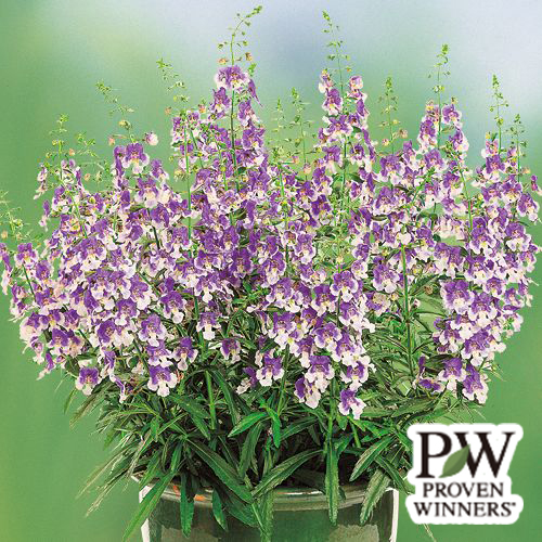 アンゲロニア・エンジェルフェイス ウェッジウッドブルー 農水省登録