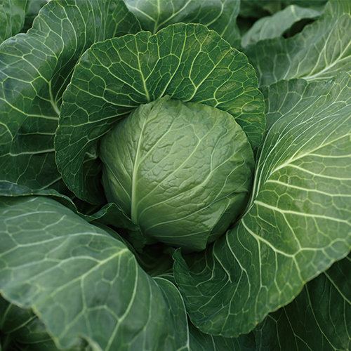 一代交配 甘乙女キャベツ| 種・苗・ガーデニング用品の【タキイネット