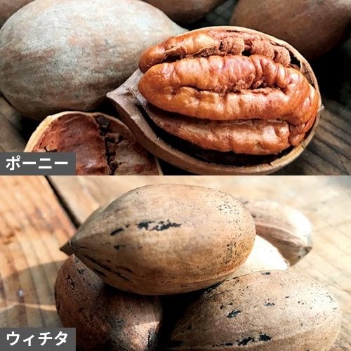 オセアニアヘーゼルナッツ| 種・苗・ガーデニング用品の【タキイネット