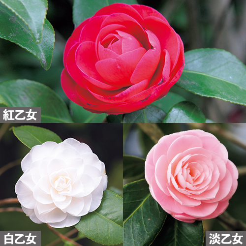 乙女椿3種セット| 種・苗・ガーデニング用品の【タキイネット通販】