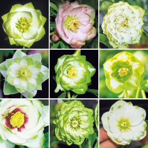 クリスマスローズ・利休交配種ミックス| 種・苗・ガーデニング用品の