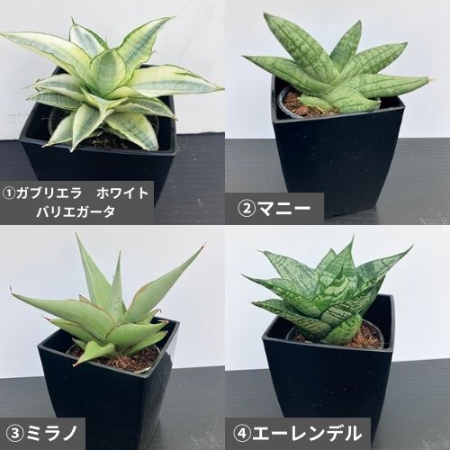 サンセベリア4品種セット| 種・苗・ガーデニング用品の【タキイネット
