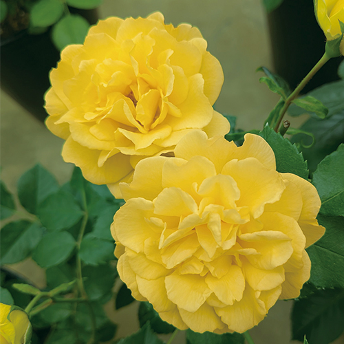 バラの苗｜タキイネット通販【公式】