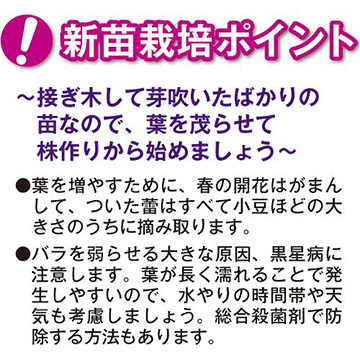 バラ・シュガー キャンディー ローズ 農水省品種登録出願中(品種名