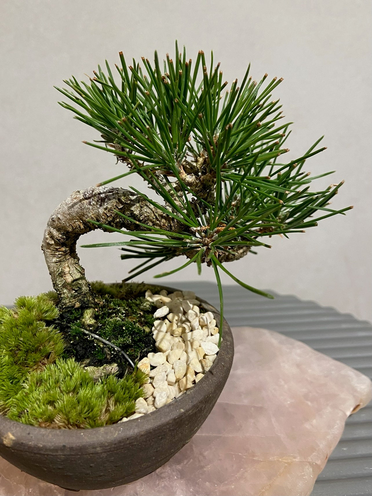 三河黒松盆栽 POT SET – (THISIS)