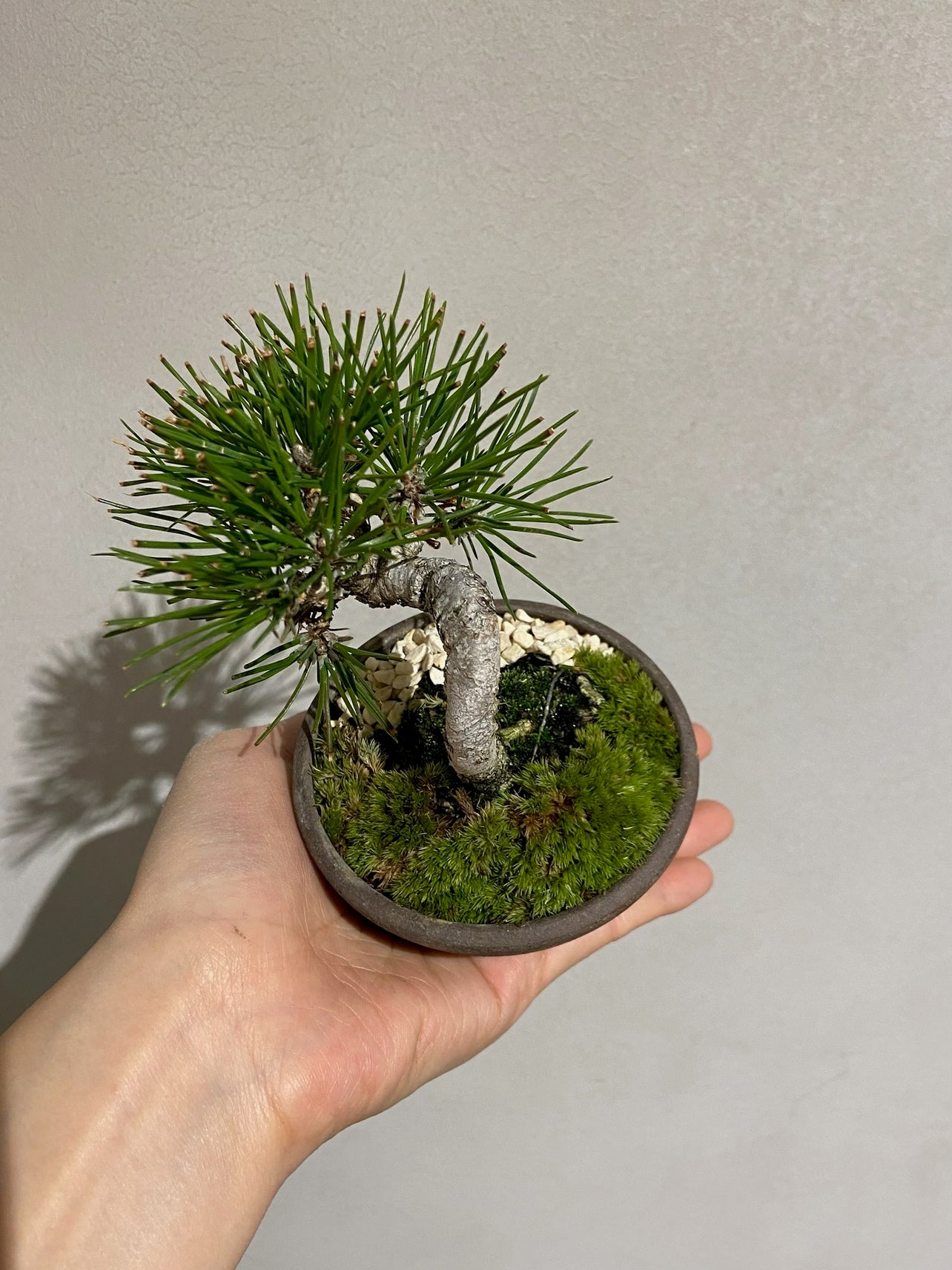 三河黒松盆栽 POT SET – (THISIS)