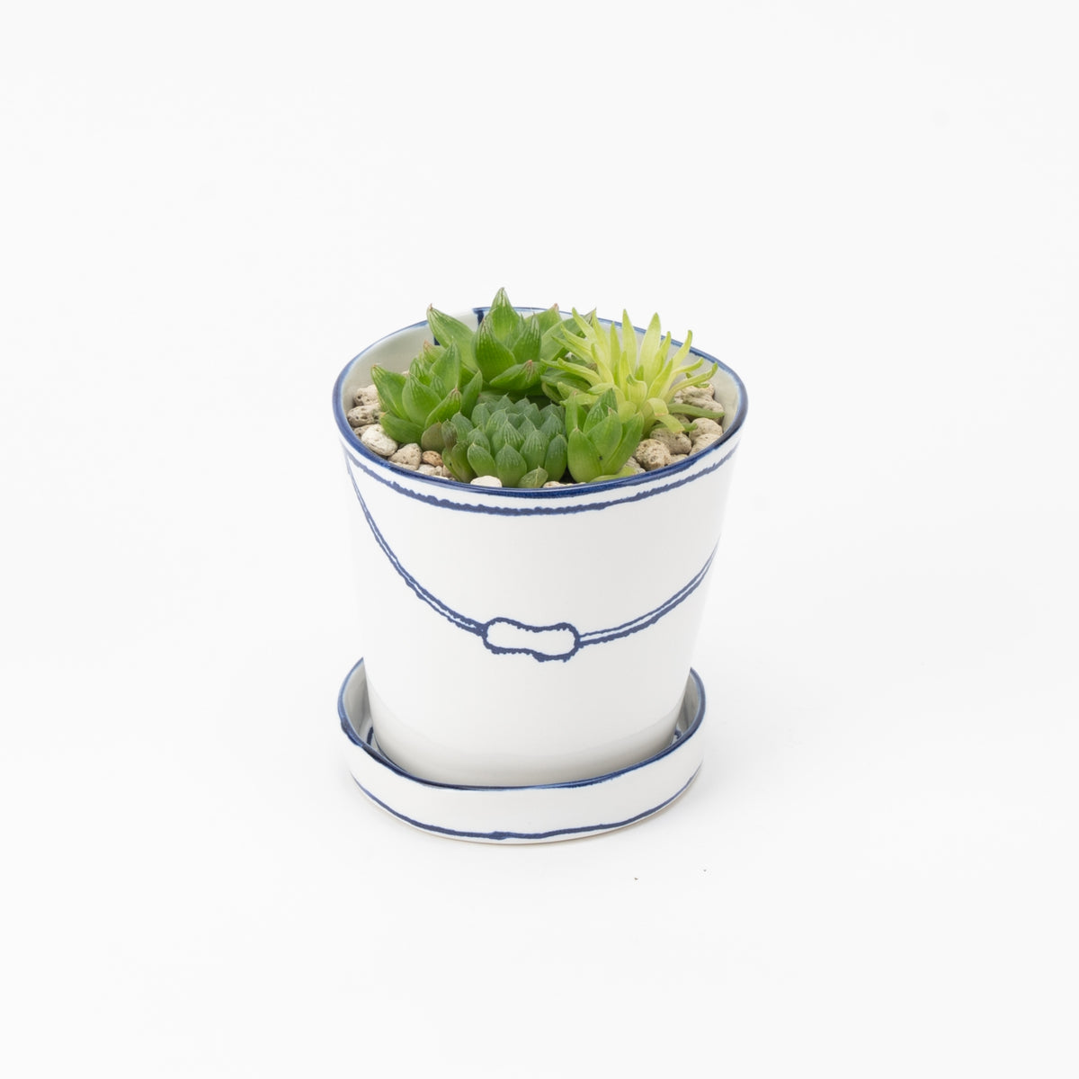 バケツの植木鉢（寄せ植え・ハオルシア）(seto)