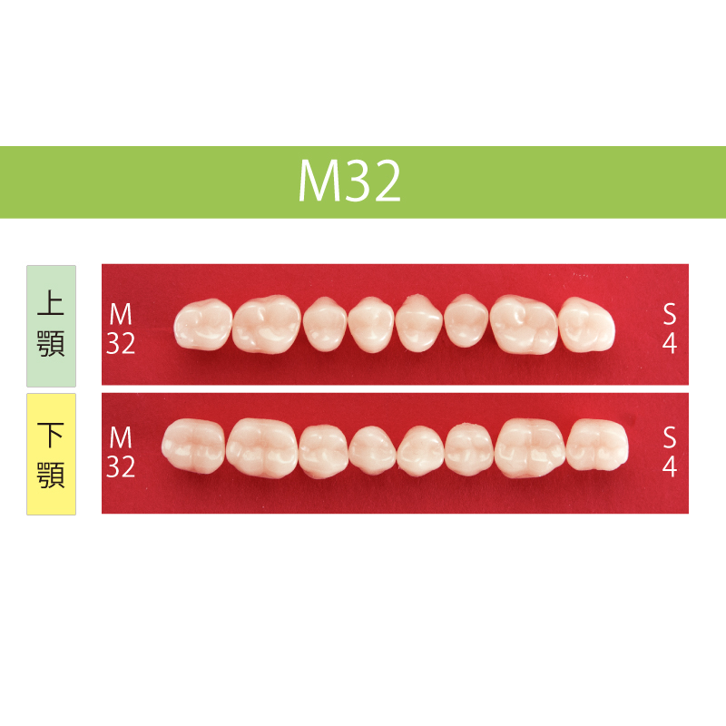 アウトレット】クリスタルレジン臼歯（アクリルレジン歯）プレート