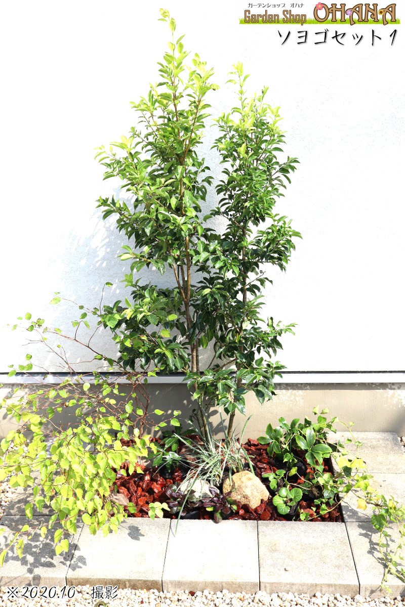 楽天市場】ソヨゴ 株立ち 樹高約1.5m シンボルツリー 人気 常緑樹