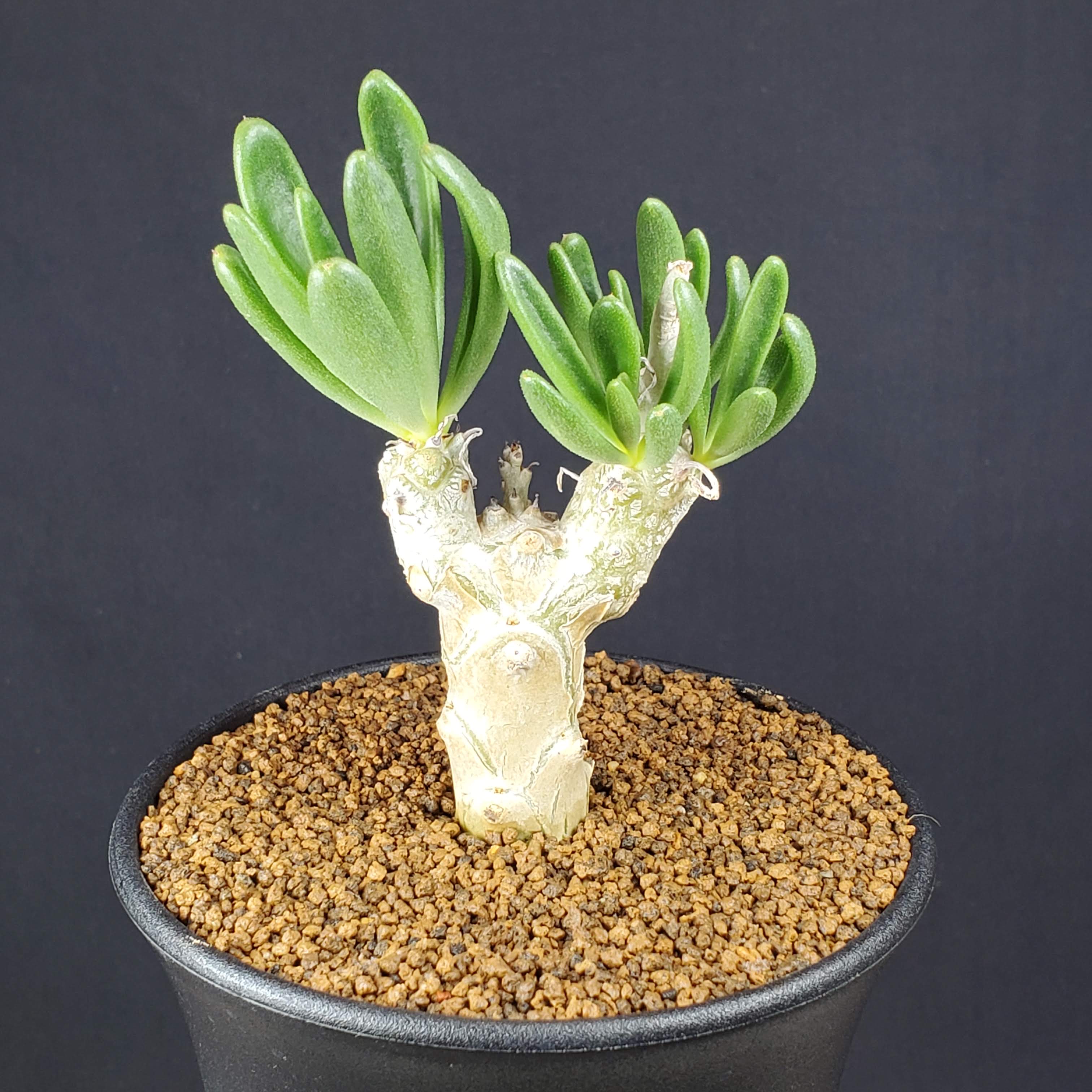 楽天市場】アロエ・カスティロニアエ 9cm鉢 カクタス長田 多肉植物