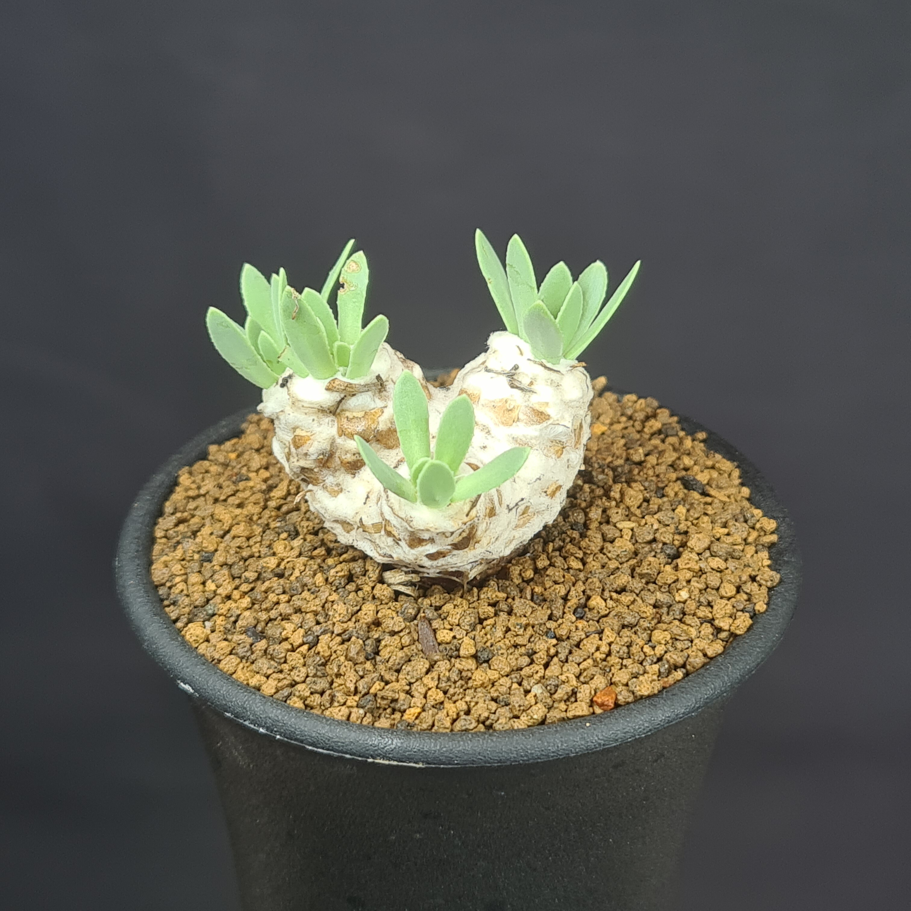 楽天市場】オトンナ・ヘレイ 2.5号【蛮鬼塔 ヘレー バンキトウ 観葉